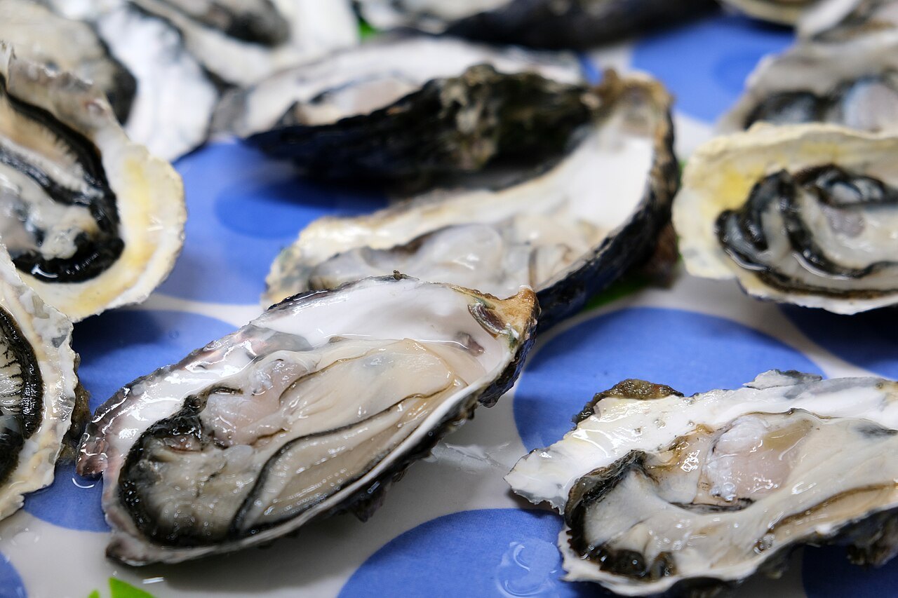Close-up of freshly shucked Atlantic and Pacific oysters